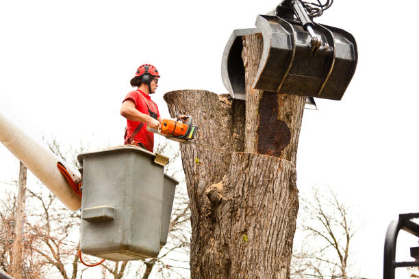 Professional Tree Care in White Meadow Lake, NJ